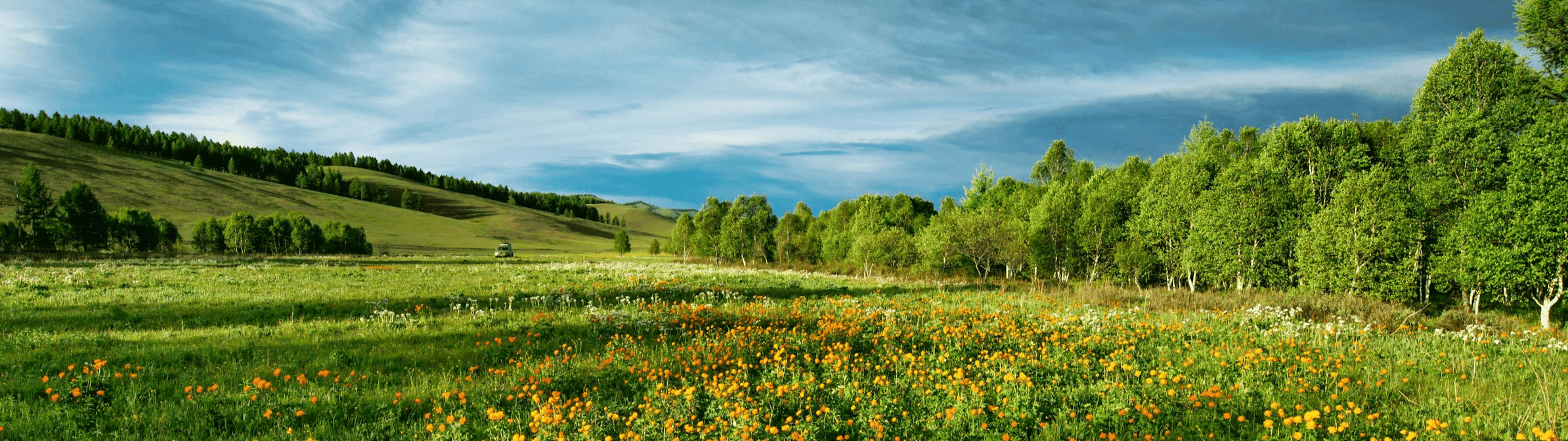 A wide view of a flower field with mountains on the horizon