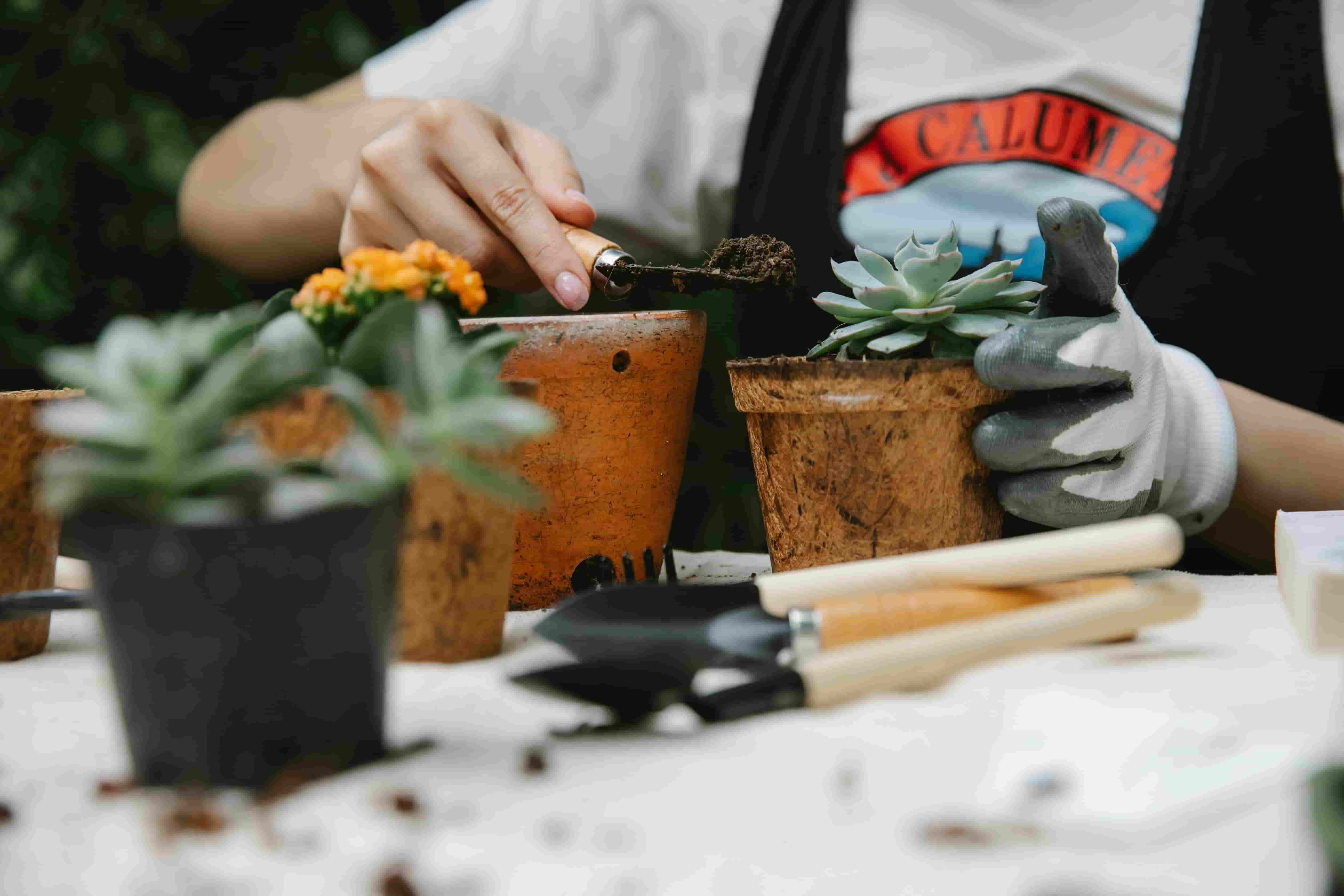 A girl preparing the pot for planting