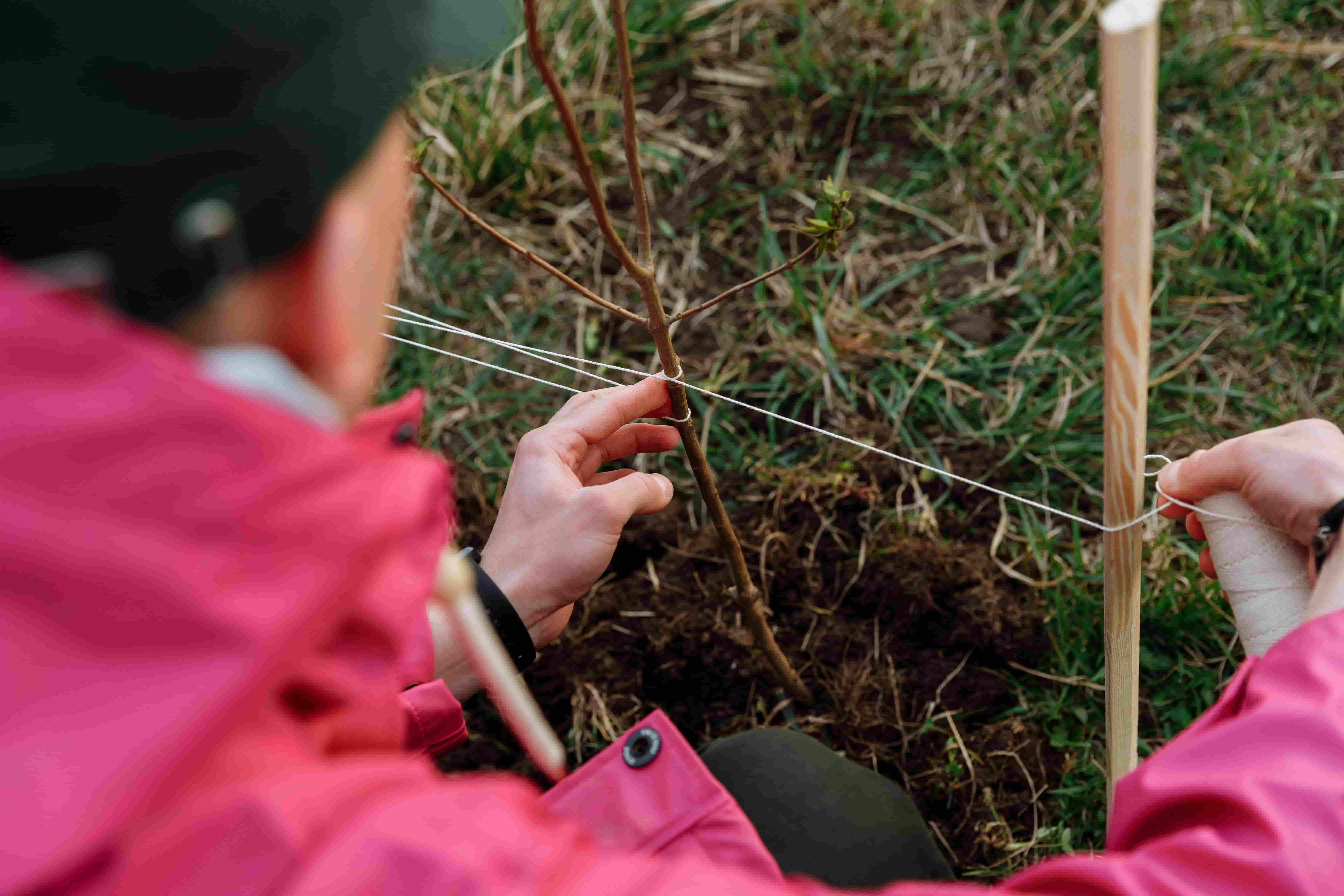 A girl preparing fence to protect the saplings